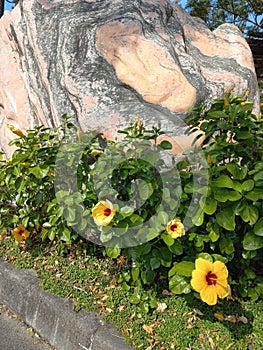 Yellow hibiscus flowers with red center in Chinese garden