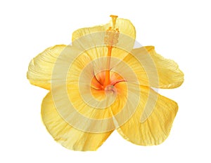 Yellow hibiscus isolated on white background