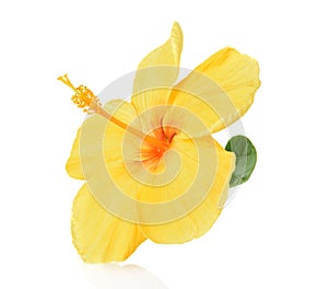 Yellow hibiscus isolated on white background