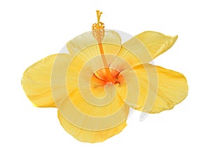 Yellow hibiscus isolated on white background