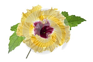 Yellow Hibiscus with leaves on white background