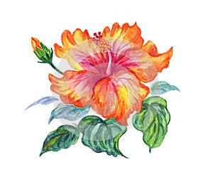 Yellow hibiscus, watercolor illustration on white background.