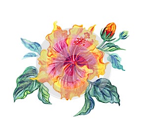 Yellow hibiscus, watercolor illustration on white background.