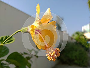 Yellow hibrid Hibiscus flower. photo