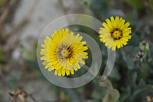 Yellow Hieracium Flowers (Hawkweed)