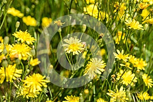 Yellow Hieracium Humile