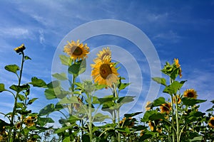 Yellow high sunflowers with many blue sky