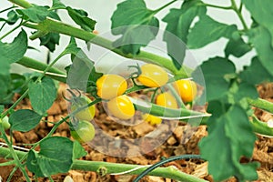 Yellow Holland Tomato
