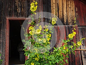 Yellow hollyhock blooming against old barn wall