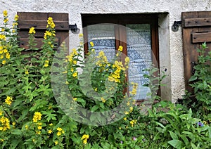 Yellow hollyhocks in front of lace-curtained alpine cottage window with brown wooden shutters