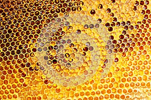 Yellow Honeycomb closeup background