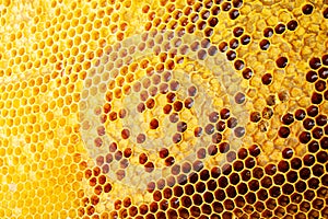 Yellow Honeycomb closeup background