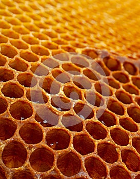 Yellow Honeycomb closeup background