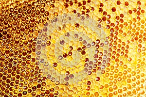 Yellow Honeycomb closeup background