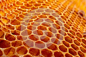 Yellow Honeycomb closeup background