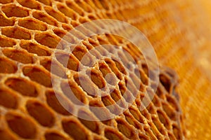 Yellow Honeycomb closeup background