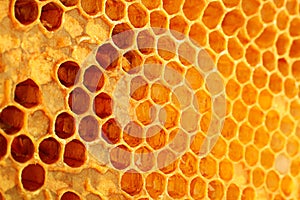 Yellow Honeycomb closeup background