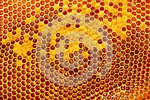 Yellow Honeycomb closeup background