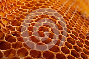 Yellow Honeycomb closeup background