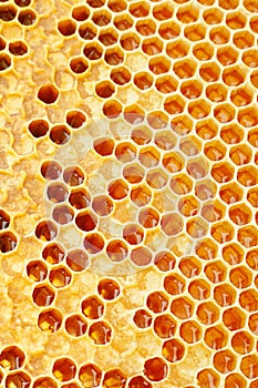 Yellow Honeycomb closeup background