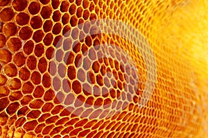 Yellow Honeycomb closeup background