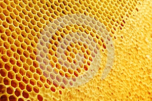 Yellow Honeycomb closeup structure