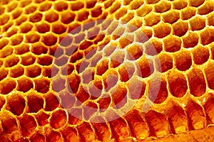 Yellow Honeycomb closeup structure