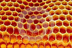 Yellow Honeycomb closeup structure