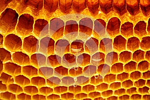 Yellow Honeycomb closeup structure