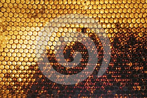 Yellow honeycomb on frame with fresh honey