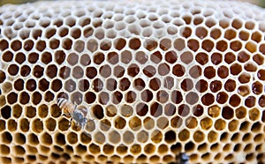 Yellow honeycomb with honey and bee, background