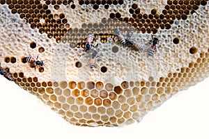 Yellow honeycomb with honey and bee, background