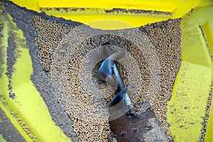 Yellow hopper full of harvested soy beans and corkscrew conveyor