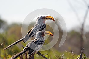 Yellow hornbills photo