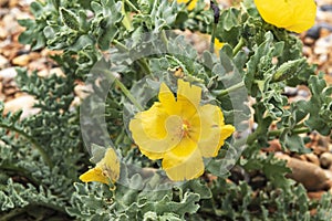 Yellow Horned Poppy