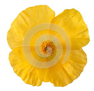 Yellow horned poppy photo