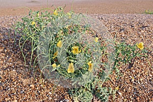 Yellow horned poppy on a shingle beach with pebbles