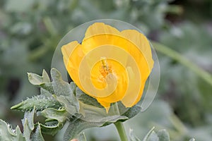 Yellow hornpoppy, Glaucium flavum, flower