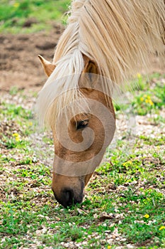 Yellow horse on the farm