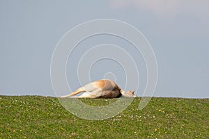 A yellow horse lies on top of a Dutch dike. He appears to be dead, but is probably resting in the sun. Blue sky in the