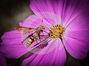 Yellow Horse\'s Paper Wasp Feeding on an African Marigold