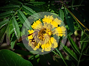 Yellow Horse\'s Paper Wasp Feeding on an African Marigold