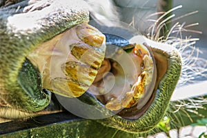 Yellow horse teeth and large lips