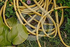 Yellow hose pipe on a green grass lawn.