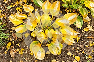 Yellow hosta gypsy