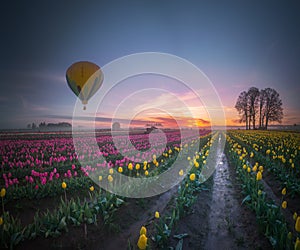 Yellow hot air balloon over tulip field in the morning tranquility