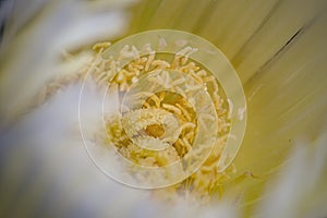 Yellow hottentot fig flower stamen