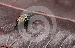 Yellow house fly on a red leaf