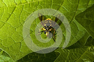 Yellow hover fly mimics wasp on green leafs foliage. Mimicry in nature for self protection from predators.