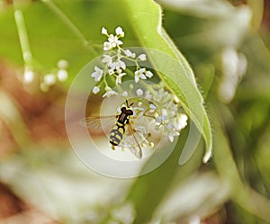 Yellow hoverfly